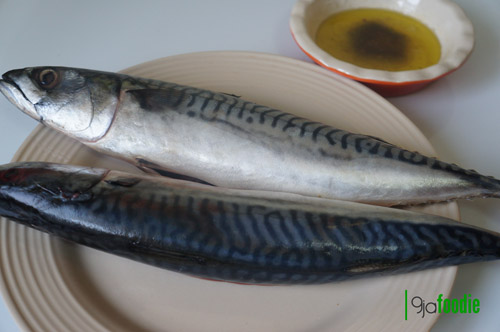 fresh mackerel