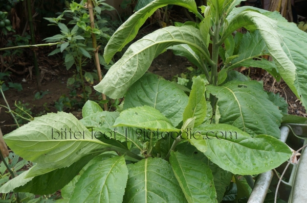 Bitter - Leave - leaf - nigerian - soup - vegetable - traditional - leafy - 9jafoodie