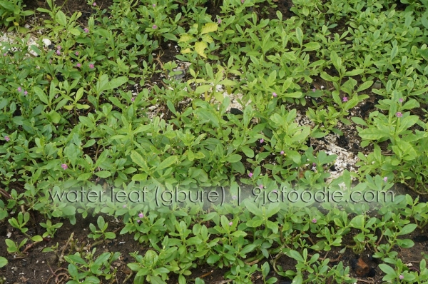 Gbure - water - leave- leaf - nigerian - vegetable - soup - list - traditional - list - 9jafoodie - plant 