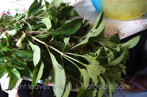 Scent Leave - Efirin - ntong - nchaun - inchaun - african - blue - basil - vegetable - soup - nigerian 