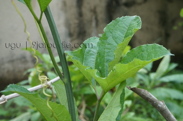 Ugu - flutted - pumpkin - vegetable - nigerian - list - green - smoothie 